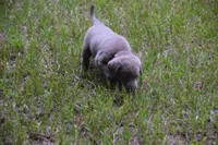 Silver Pink Collar, a female Labrador Retriever for sale in Oviedo, FL – 5 of 9