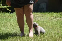 akc orange silver, a female Labrador Retriever for sale in Oviedo, FL – 6 of 7