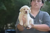 light blue, a male Labrador Retriever for sale in Oviedo, FL – 2 of 6