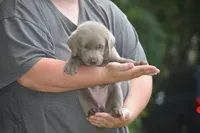 Silver Pink Collar, a female Labrador Retriever for sale in Oviedo, FL – 7 of 9