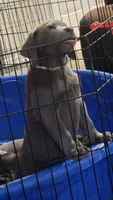 AKC Silver Girl Yellow collar, a female Labrador Retriever for sale in Oviedo, FL – 3 of 10