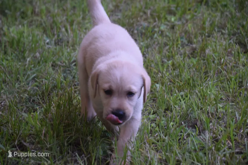 purple collar – Labrador Retriever puppy for sale in Oviedo, FL