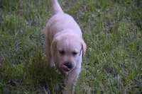 purple collar, a female Labrador Retriever for sale in Oviedo, FL – 5 of 7