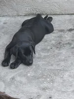 AKC Black Girl , a female Labrador Retriever for sale in Oviedo, FL – 10 of 10