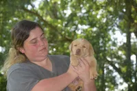orange plaid Boy , a male Labrador Retriever for sale in Oviedo, FL – 6 of 6