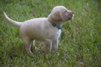light blue, a male Labrador Retriever for sale in Oviedo, FL – 6 of 6