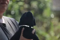 Black Neon Green collar, a female Labrador Retriever for sale in Oviedo, FL – 2 of 8