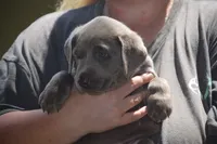 AKC silver girl lime green collar, a female Labrador Retriever for sale in Oviedo, FL – 1 of 5