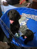 Black Boy Neon Green collar, a male Labrador Retriever for sale in Oviedo, FL – 1 of 10