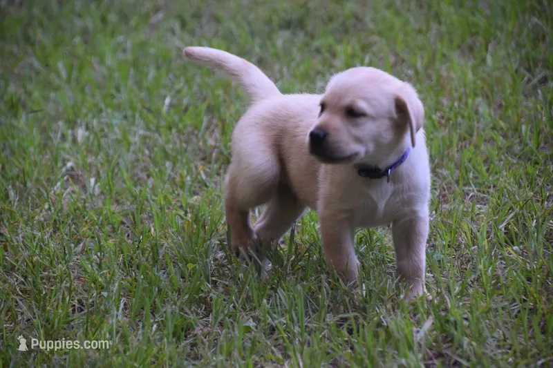 purple collar – Labrador Retriever puppy for sale in Oviedo, FL