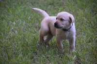 purple collar, a female Labrador Retriever for sale in Oviedo, FL – 1 of 7