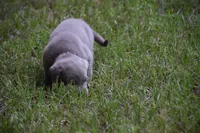 Silver Pink Collar, a female Labrador Retriever for sale in Oviedo, FL – 8 of 9