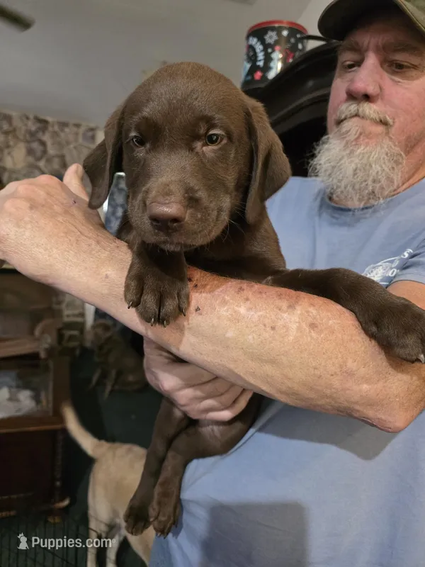 akc chocolate boy green collar – Labrador Retriever puppy for sale in Oviedo, FL