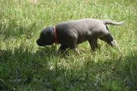 akc orange silver, a female Labrador Retriever for sale in Oviedo, FL – 3 of 7