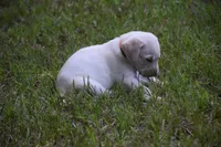 Orange collar, a male Labrador Retriever for sale in Oviedo, FL – 6 of 8