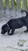 akc chocolate boy green collar, a male Labrador Retriever for sale in Oviedo, FL – 4 of 4