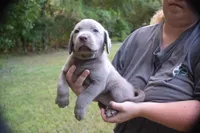 AKC Silver Girl Yellow collar, a female Labrador Retriever for sale in Oviedo, FL – 10 of 10