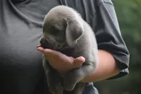 Silver Pink Collar, a female Labrador Retriever for sale in Oviedo, FL – 2 of 9