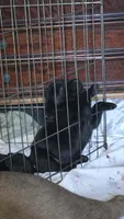 Black Neon Green collar, a female Labrador Retriever for sale in Oviedo, FL – 6 of 8