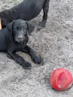 AKC Black Girl , a female Labrador Retriever for sale in Oviedo, FL – 9 of 10