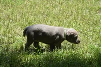 AKC silver girl lime green collar, a female Labrador Retriever for sale in Oviedo, FL – 3 of 5