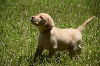 orange plaid Boy , a male Labrador Retriever for sale in Oviedo, FL – 2 of 6