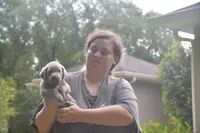 AKC Silver Blue Collar, a male Labrador Retriever for sale in Oviedo, FL – 2 of 6