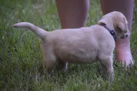 purple collar girl, a female Labrador Retriever for sale in Oviedo, FL – 9 of 9