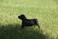 Black Neon Green collar, a female Labrador Retriever for sale in Oviedo, FL – 8 of 8