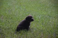 akc chocolate boy green collar, a male Labrador Retriever for sale in Oviedo, FL – 3 of 4