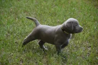 AKC Silver Girl Yellow collar, a female Labrador Retriever for sale in Oviedo, FL – 7 of 10