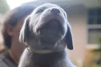 AKC Silver Girl Yellow collar, a female Labrador Retriever for sale in Oviedo, FL – 8 of 10
