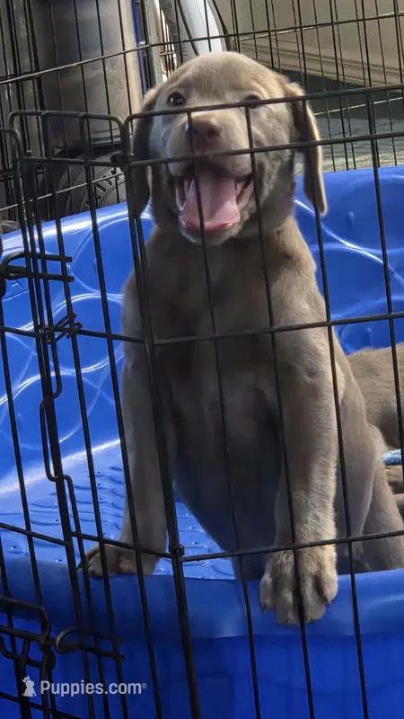 AKC Silver Girl Yellow collar – Labrador Retriever puppy for sale in Oviedo, FL