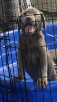 AKC Silver Girl Yellow collar, a female Labrador Retriever for sale in Oviedo, FL – 1 of 10