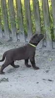 akc chocolate boy green collar, a male Labrador Retriever for sale in Oviedo, FL – 2 of 4