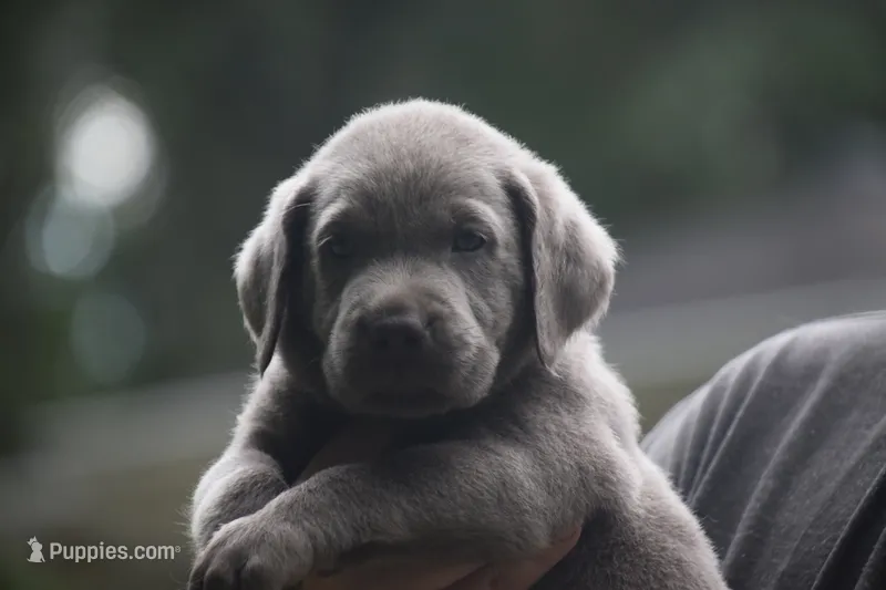 AKC Silver Blue Collar – Labrador Retriever puppy for sale in Oviedo, FL