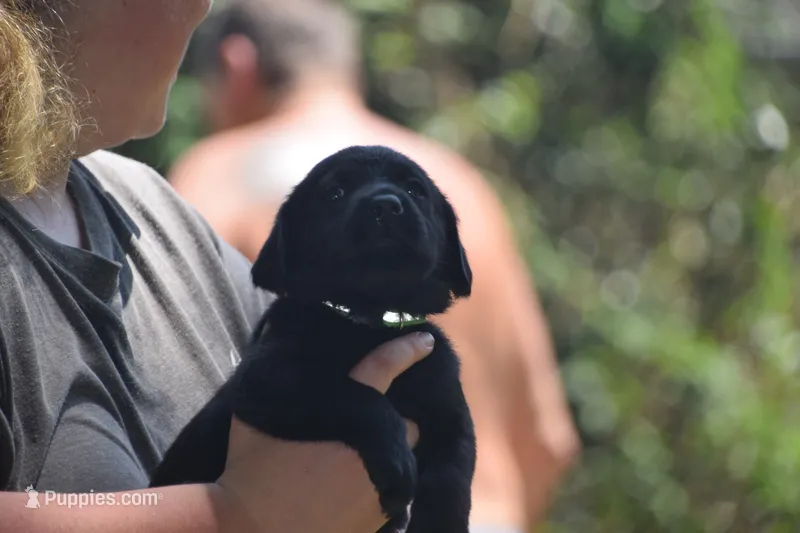 Black Neon Green collar – Labrador Retriever puppy for sale in Oviedo, FL