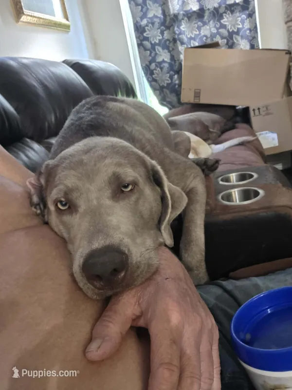Teal collar Girl – Labrador Retriever puppy for sale in Oviedo, FL