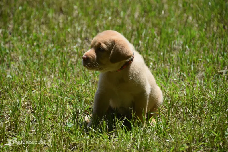 orange plaid Boy  – Labrador Retriever puppy for sale in Oviedo, FL
