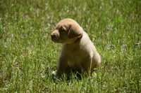 orange plaid Boy , a male Labrador Retriever for sale in Oviedo, FL – 1 of 6