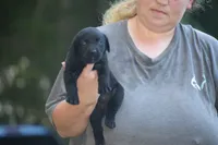 Black Girl , a female Labrador Retriever for sale in Oviedo, FL – 4 of 4
