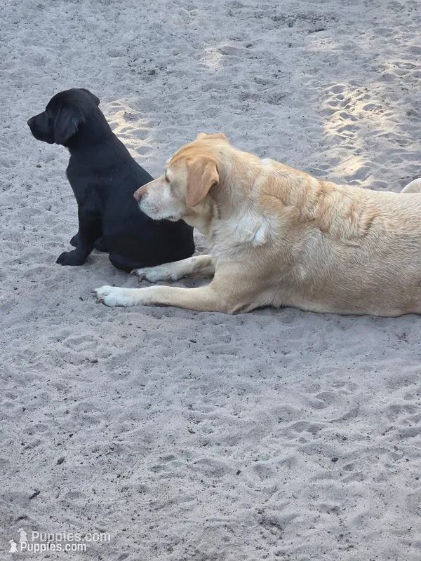 Black Girl  – Labrador Retriever puppy for sale in Oviedo, FL