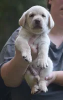 light blue, a male Labrador Retriever for sale in Oviedo, FL – 4 of 6
