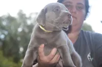 AKC Silver Girl Yellow collar, a female Labrador Retriever for sale in Oviedo, FL – 9 of 10