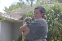 AKC silver girl lime green collar, a female Labrador Retriever for sale in Oviedo, FL – 5 of 5