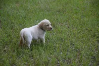 light blue, a male Labrador Retriever for sale in Oviedo, FL – 3 of 6