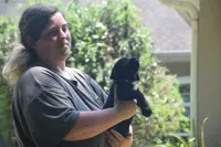 Black Neon Green collar, a female Labrador Retriever for sale in Oviedo, FL – 5 of 8
