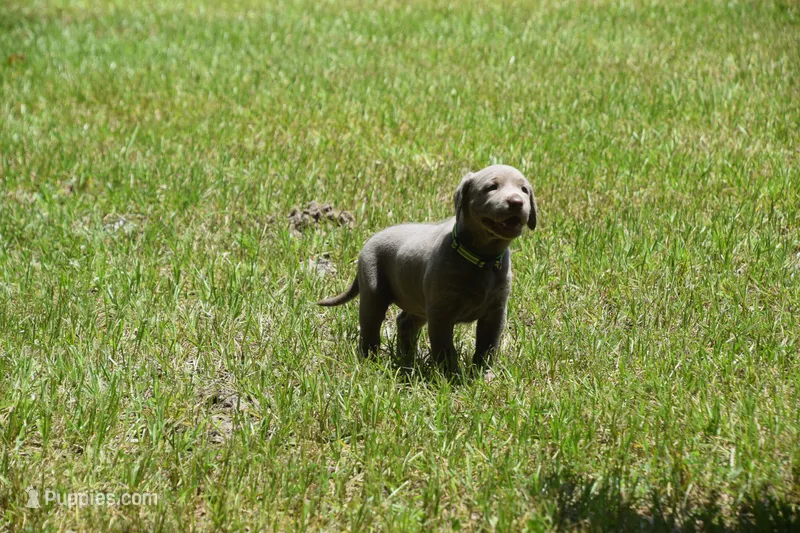 AKC silver girl lime green collar – Labrador Retriever puppy for sale in Oviedo, FL