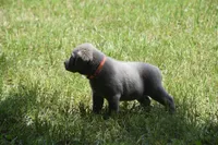 akc orange silver, a female Labrador Retriever for sale in Oviedo, FL – 4 of 7