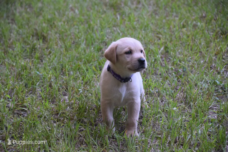 purple collar – Labrador Retriever puppy for sale in Oviedo, FL